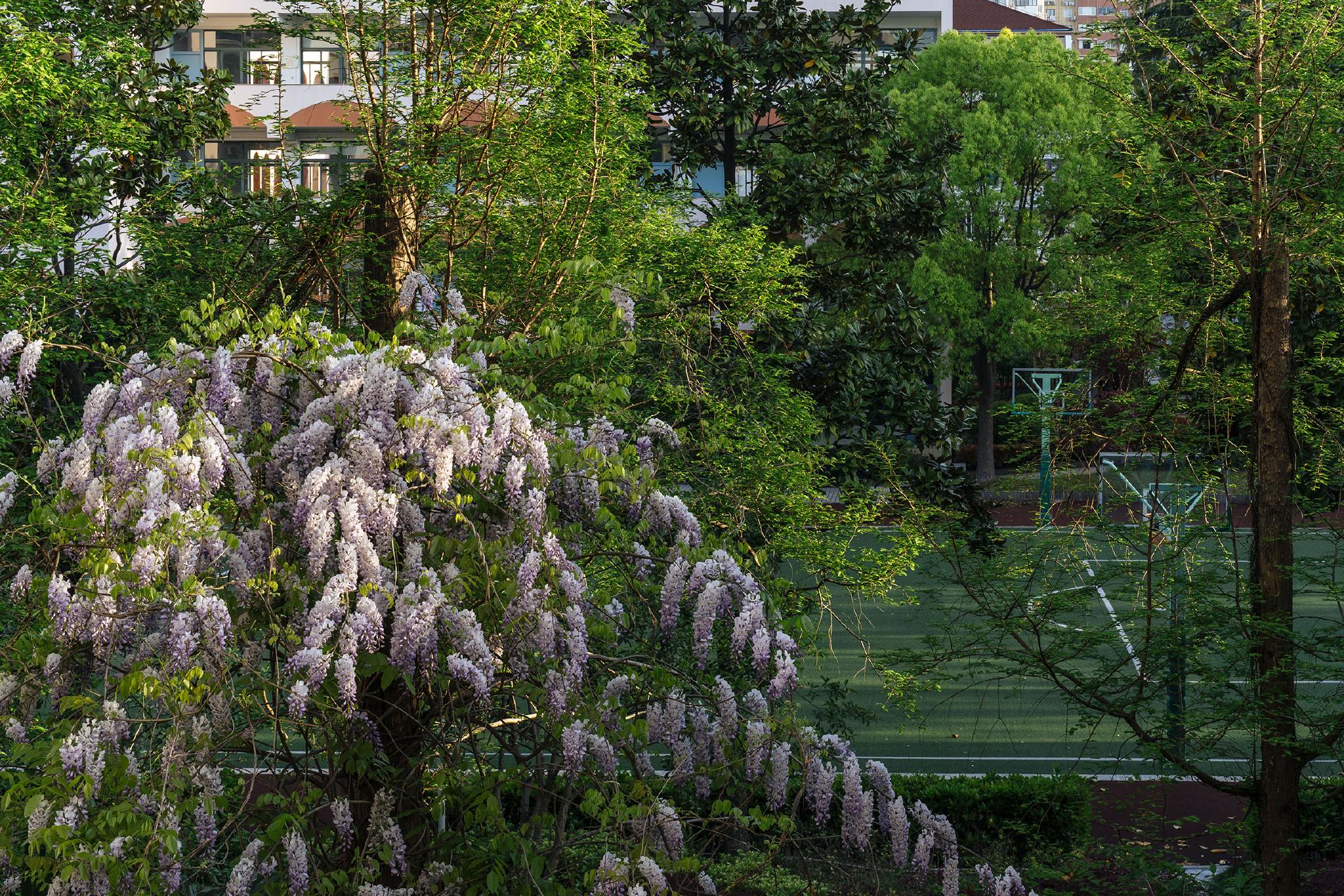 征集图片｜四月，疫情中的窗外休闲区蓝鸢梦想 - Www.slyday.coM