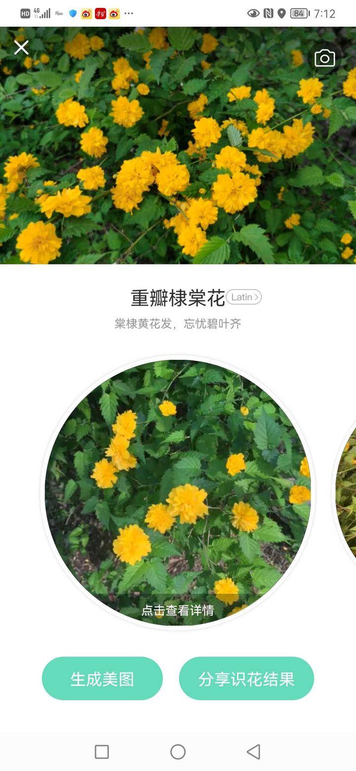 棣棠花和郭沫若的历史剧 棠棣之花 棠棣之花 郭沫若 新浪新闻