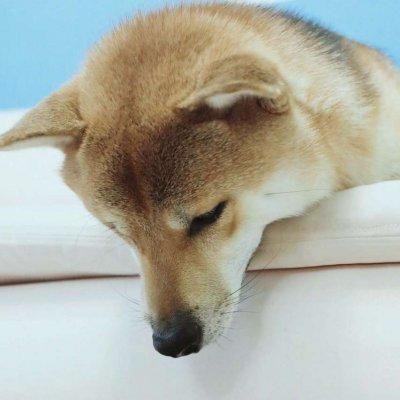 头像|情侣|柴犬_新浪新闻