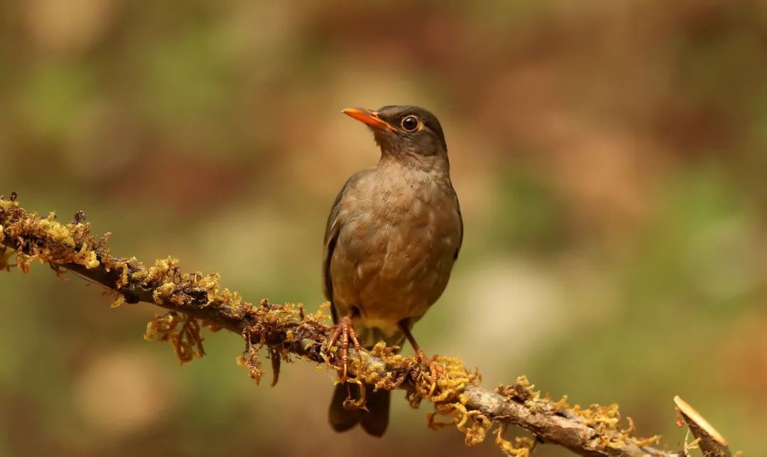 爱布谷网络电视使用指南 央视视频下载安装方法
