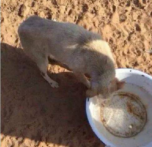 一群狗狗被狗贩子活埋，男子奋不顾身刨土挽救狗狗生命！休闲区蓝鸢梦想 - Www.slyday.coM