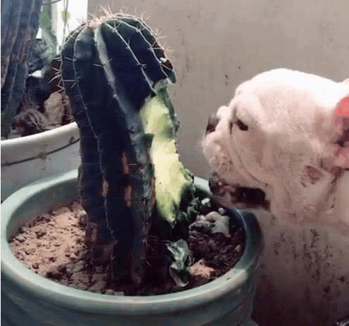 主人上班忘记给宠物喂早餐,狗狗竟吃仙人球,回家开门惊呆了休闲区蓝鸢梦想 - Www.slyday.coM 主人上班忘记给宠物喂早餐,狗狗竟吃仙人球,回家开门惊呆了休闲区蓝鸢梦想 - Www.slyday.coM