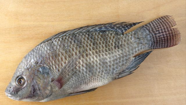 22种鱼的辨别图片，带你认识不同的鱼和吃法，买鱼前不妨看看休闲区蓝鸢梦想 - Www.slyday.coM