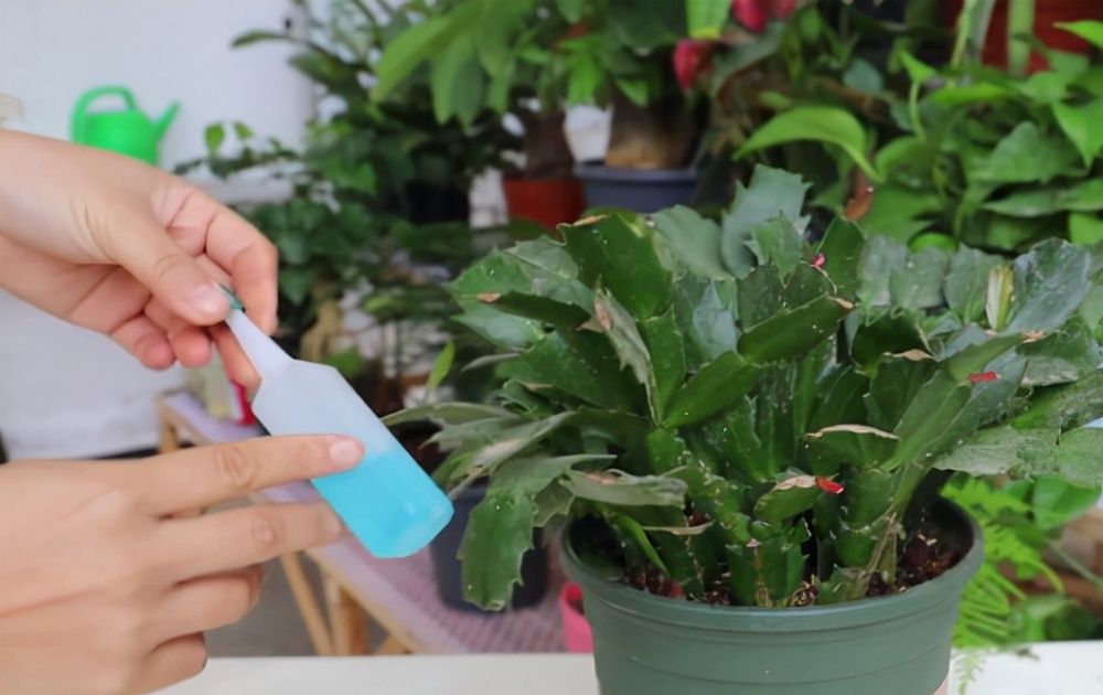 春天养蟹爪兰,“死记硬背”5口诀,叶片肥鼓鼓,花苞挤满盆休闲区蓝鸢梦想 - Www.slyday.coM 春天养蟹爪兰,“死记硬背”5口诀,叶片肥鼓鼓,花苞挤满盆休闲区蓝鸢梦想 - Www.slyday.coM