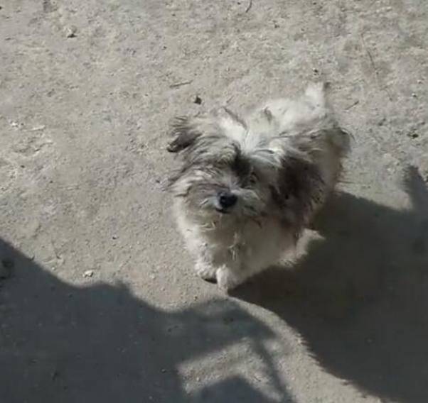 流浪狗路边拦人,一见人就耍乖,乞求路人收养它!休闲区蓝鸢梦想 - Www.slyday.coM 流浪狗路边拦人,一见人就耍乖,乞求路人收养它!休闲区蓝鸢梦想 - Www.slyday.coM