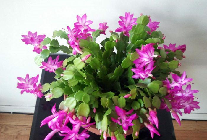 春天养蟹爪兰,“死记硬背”5口诀,叶片肥鼓鼓,花苞挤满盆休闲区蓝鸢梦想 - Www.slyday.coM 春天养蟹爪兰,“死记硬背”5口诀,叶片肥鼓鼓,花苞挤满盆休闲区蓝鸢梦想 - Www.slyday.coM