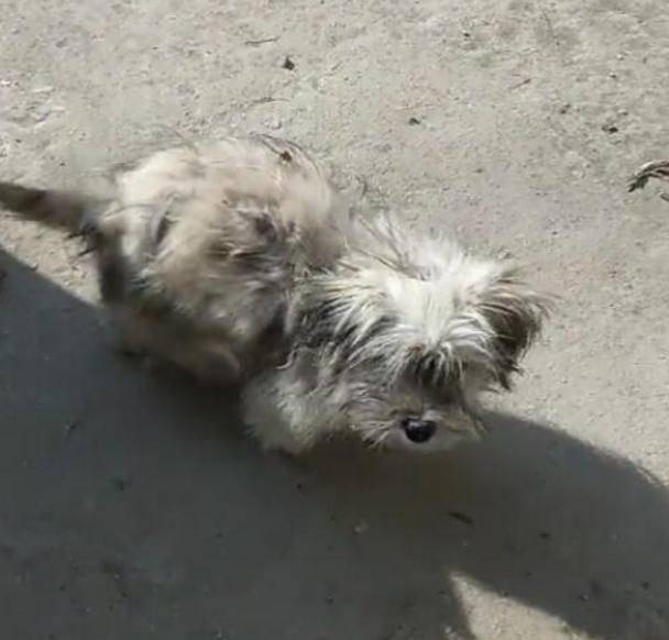 流浪狗路边拦人,一见人就耍乖,乞求路人收养它!休闲区蓝鸢梦想 - Www.slyday.coM 流浪狗路边拦人,一见人就耍乖,乞求路人收养它!休闲区蓝鸢梦想 - Www.slyday.coM