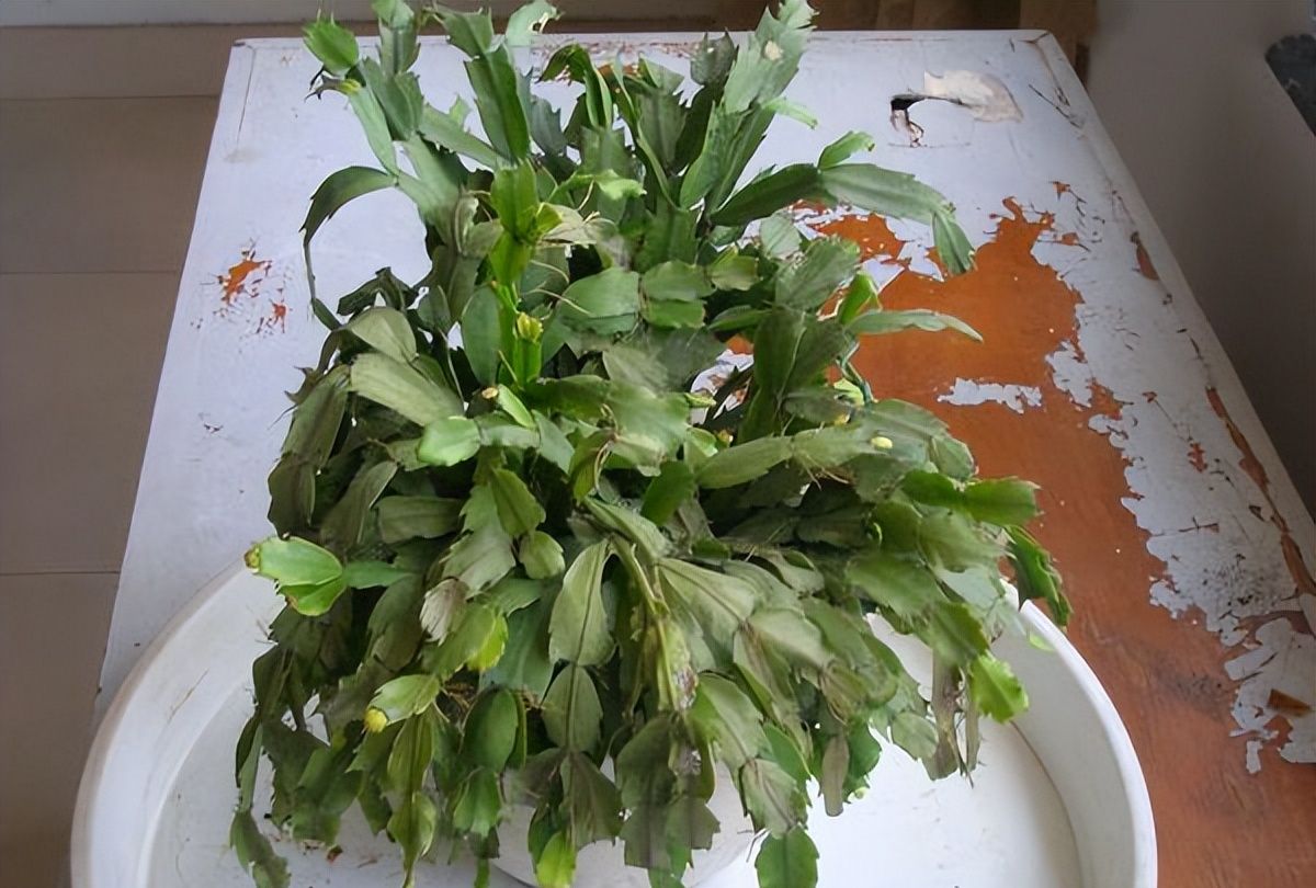 春天养蟹爪兰,“死记硬背”5口诀,叶片肥鼓鼓,花苞挤满盆休闲区蓝鸢梦想 - Www.slyday.coM 春天养蟹爪兰,“死记硬背”5口诀,叶片肥鼓鼓,花苞挤满盆休闲区蓝鸢梦想 - Www.slyday.coM