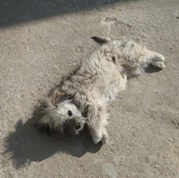 流浪狗路边拦人,一见人就耍乖,乞求路人收养它!休闲区蓝鸢梦想 - Www.slyday.coM 流浪狗路边拦人,一见人就耍乖,乞求路人收养它!休闲区蓝鸢梦想 - Www.slyday.coM