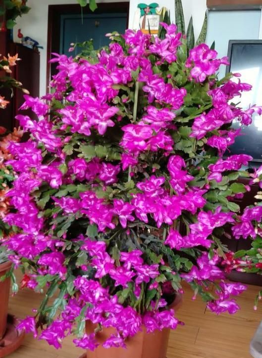 春天养蟹爪兰,“死记硬背”5口诀,叶片肥鼓鼓,花苞挤满盆休闲区蓝鸢梦想 - Www.slyday.coM 春天养蟹爪兰,“死记硬背”5口诀,叶片肥鼓鼓,花苞挤满盆休闲区蓝鸢梦想 - Www.slyday.coM