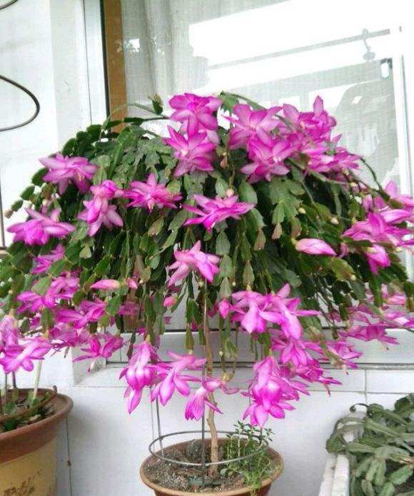 春天养蟹爪兰,“死记硬背”5口诀,叶片肥鼓鼓,花苞挤满盆休闲区蓝鸢梦想 - Www.slyday.coM 春天养蟹爪兰,“死记硬背”5口诀,叶片肥鼓鼓,花苞挤满盆休闲区蓝鸢梦想 - Www.slyday.coM