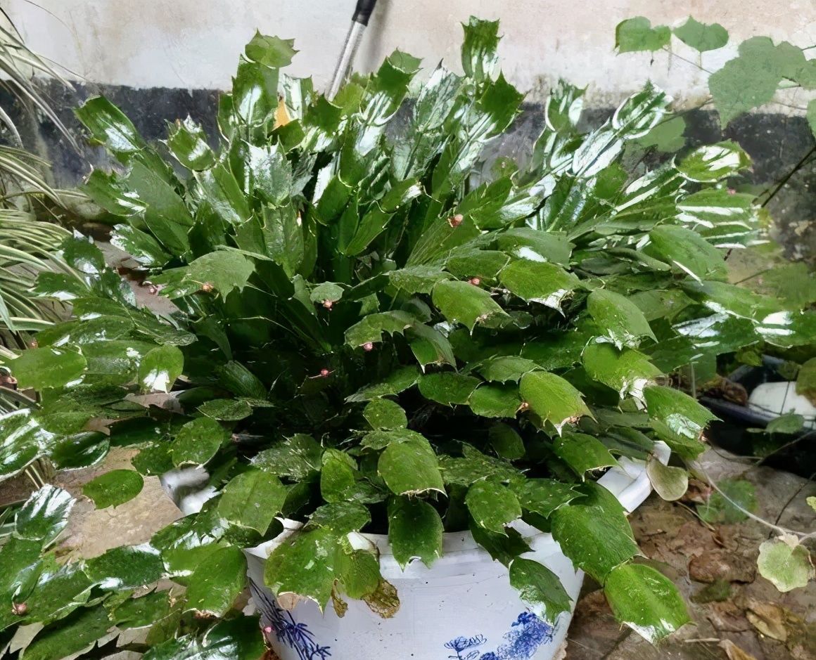 春天养蟹爪兰,“死记硬背”5口诀,叶片肥鼓鼓,花苞挤满盆休闲区蓝鸢梦想 - Www.slyday.coM 春天养蟹爪兰,“死记硬背”5口诀,叶片肥鼓鼓,花苞挤满盆休闲区蓝鸢梦想 - Www.slyday.coM