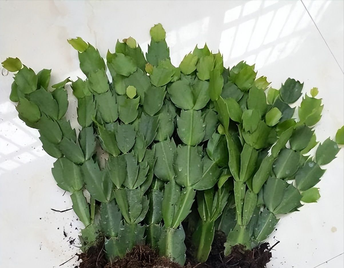 春天养蟹爪兰,“死记硬背”5口诀,叶片肥鼓鼓,花苞挤满盆休闲区蓝鸢梦想 - Www.slyday.coM 春天养蟹爪兰,“死记硬背”5口诀,叶片肥鼓鼓,花苞挤满盆休闲区蓝鸢梦想 - Www.slyday.coM