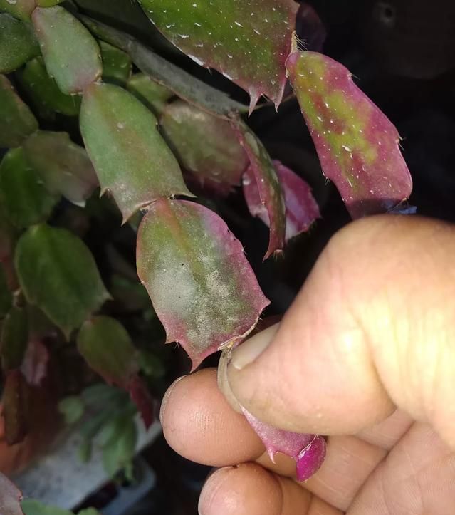 春天养蟹爪兰,“死记硬背”5口诀,叶片肥鼓鼓,花苞挤满盆休闲区蓝鸢梦想 - Www.slyday.coM 春天养蟹爪兰,“死记硬背”5口诀,叶片肥鼓鼓,花苞挤满盆休闲区蓝鸢梦想 - Www.slyday.coM