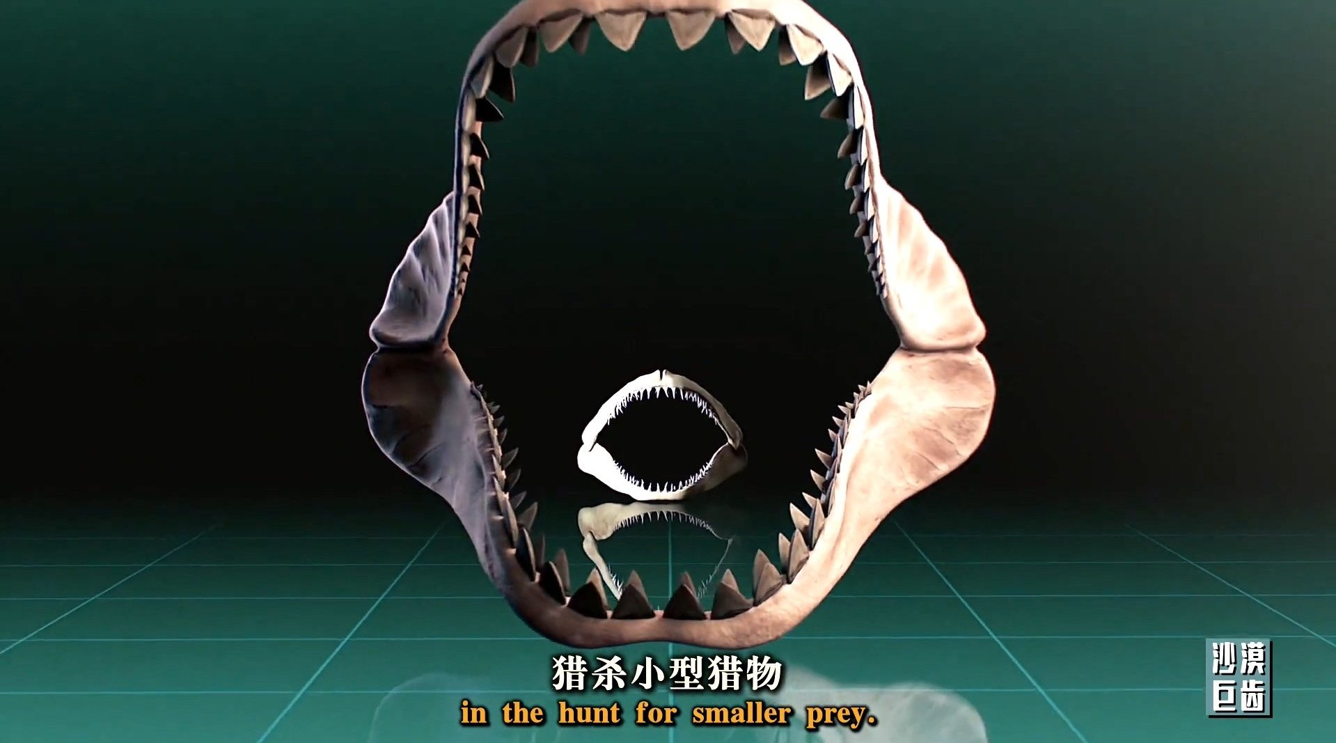 沙漠中的巨齒鯊牙齒 megalodon tooth found in the desert