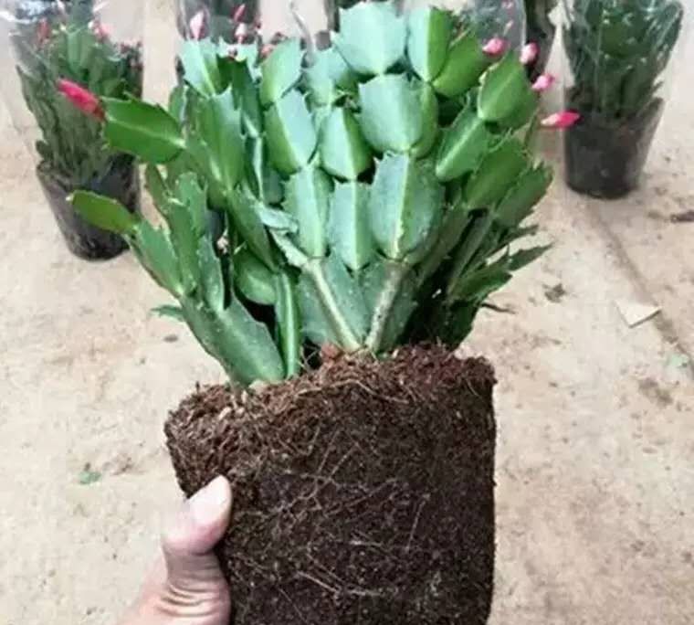 春天养蟹爪兰,“死记硬背”5口诀,叶片肥鼓鼓,花苞挤满盆休闲区蓝鸢梦想 - Www.slyday.coM 春天养蟹爪兰,“死记硬背”5口诀,叶片肥鼓鼓,花苞挤满盆休闲区蓝鸢梦想 - Www.slyday.coM