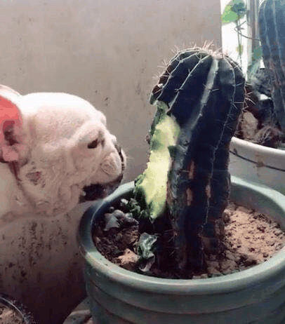 主人上班忘记给宠物喂早餐,狗狗竟吃仙人球,回家开门惊呆了休闲区蓝鸢梦想 - Www.slyday.coM 主人上班忘记给宠物喂早餐,狗狗竟吃仙人球,回家开门惊呆了休闲区蓝鸢梦想 - Www.slyday.coM