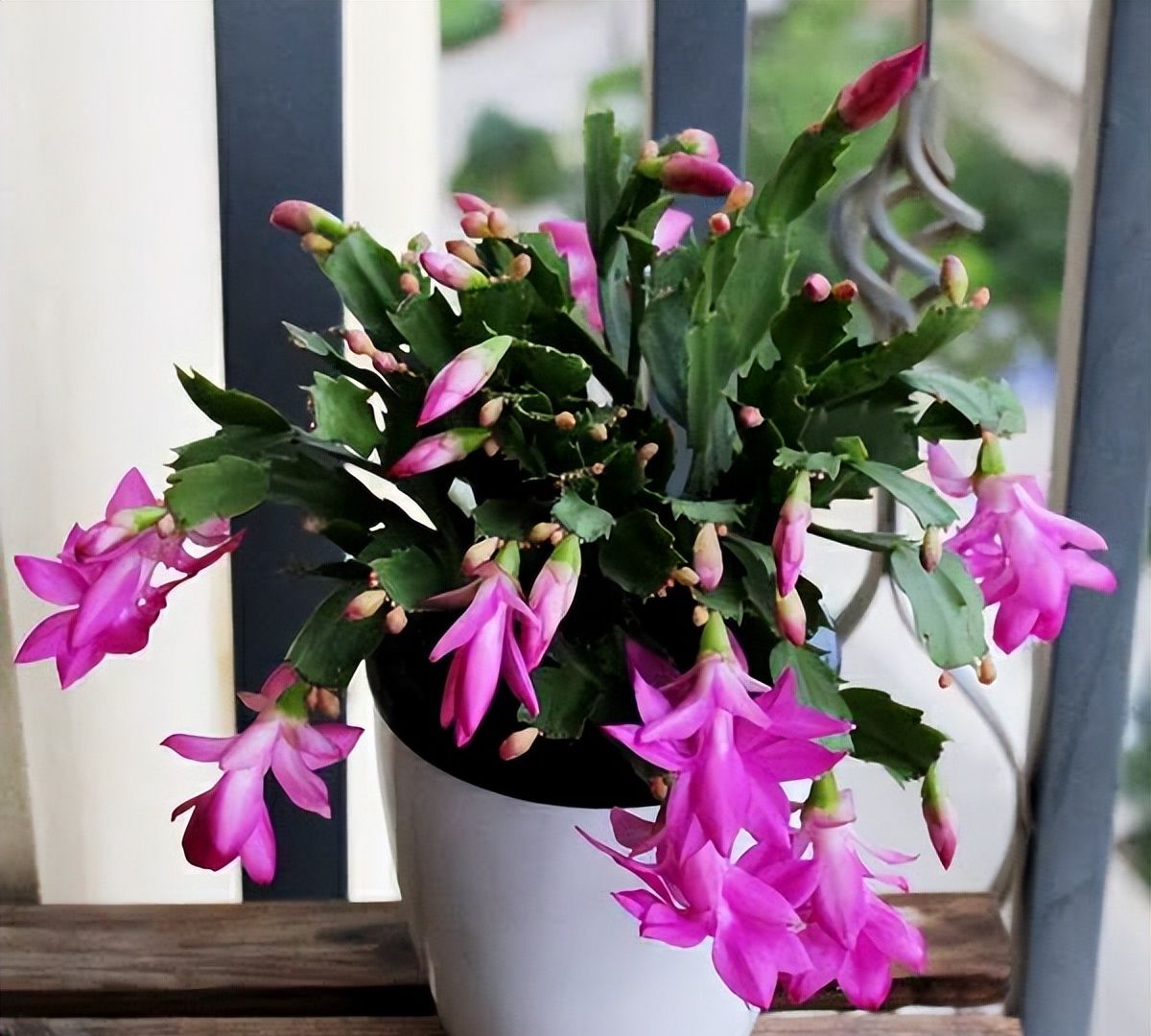 春天养蟹爪兰,“死记硬背”5口诀,叶片肥鼓鼓,花苞挤满盆休闲区蓝鸢梦想 - Www.slyday.coM 春天养蟹爪兰,“死记硬背”5口诀,叶片肥鼓鼓,花苞挤满盆休闲区蓝鸢梦想 - Www.slyday.coM