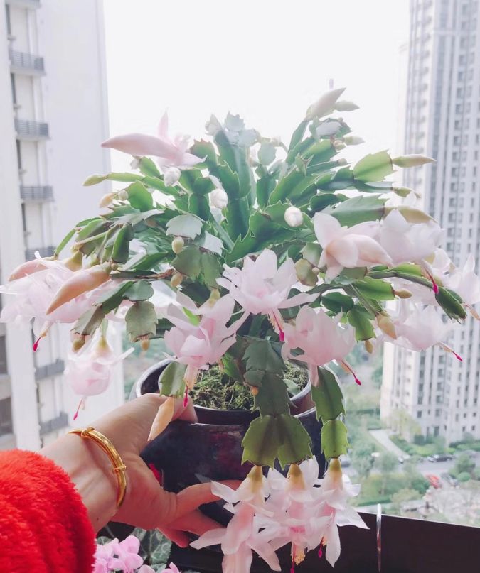 春天养蟹爪兰,“死记硬背”5口诀,叶片肥鼓鼓,花苞挤满盆休闲区蓝鸢梦想 - Www.slyday.coM 春天养蟹爪兰,“死记硬背”5口诀,叶片肥鼓鼓,花苞挤满盆休闲区蓝鸢梦想 - Www.slyday.coM