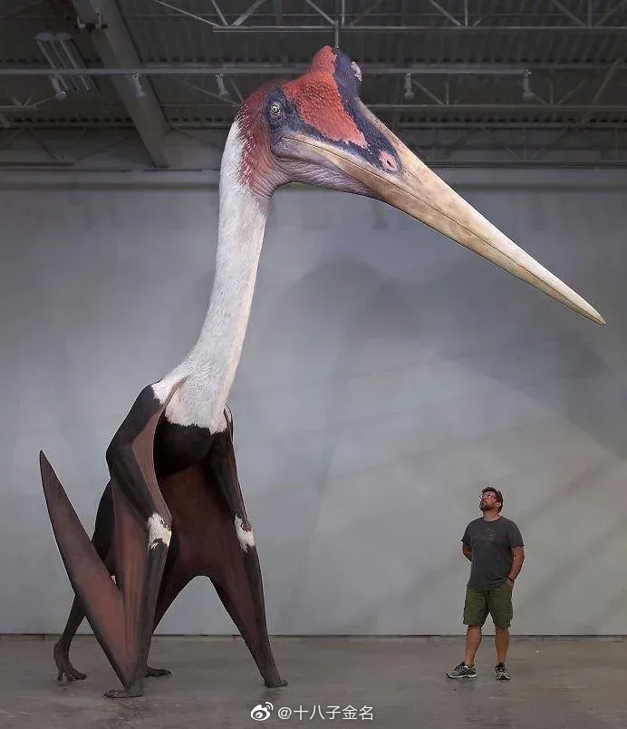 地球上目前为止发现的已知最大型的飞行动物:风神翼龙