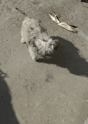 流浪狗路边拦人,一见人就耍乖,乞求路人收养它!休闲区蓝鸢梦想 - Www.slyday.coM 流浪狗路边拦人,一见人就耍乖,乞求路人收养它!休闲区蓝鸢梦想 - Www.slyday.coM