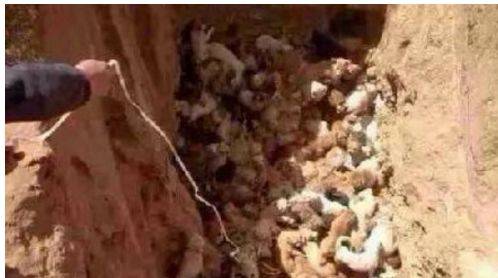 一群狗狗被狗贩子活埋，男子奋不顾身刨土挽救狗狗生命！休闲区蓝鸢梦想 - Www.slyday.coM