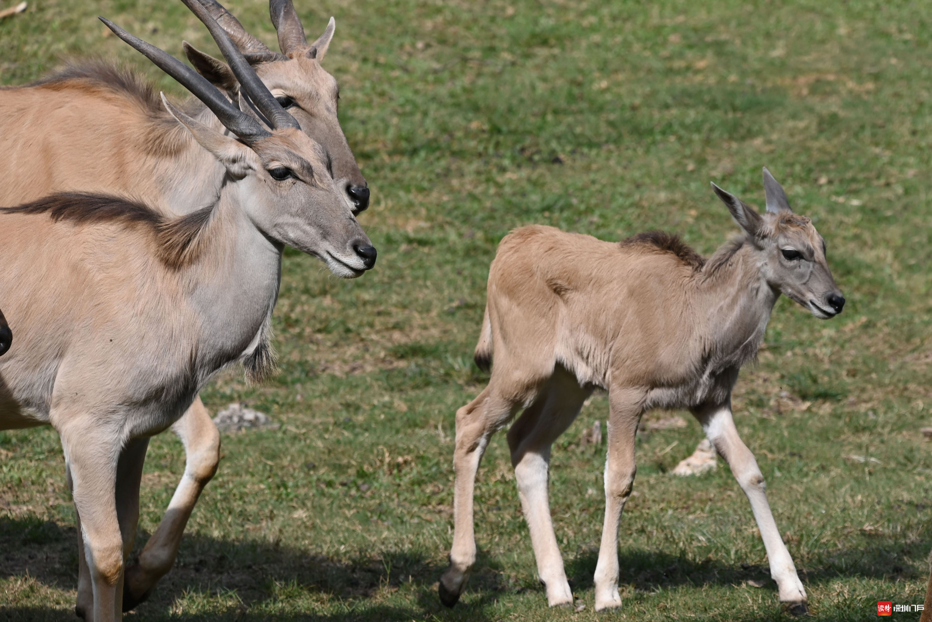 深圳野生动物园大羚羊萌宝迎来满月