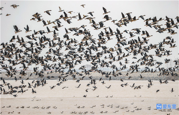 生态新画卷 逐梦谱新篇——东营市扎实推进黄河口自然保护区生态保护和修复工作休闲区蓝鸢梦想 - Www.slyday.coM