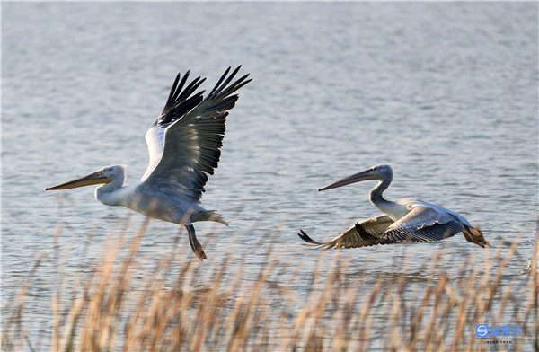 生态新画卷 逐梦谱新篇——东营市扎实推进黄河口自然保护区生态保护和修复工作休闲区蓝鸢梦想 - Www.slyday.coM