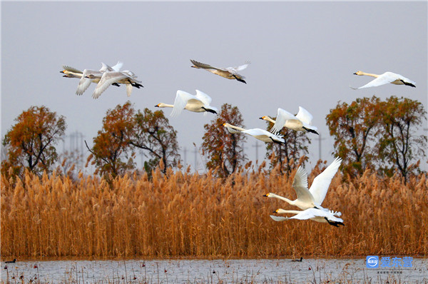 生态新画卷 逐梦谱新篇——东营市扎实推进黄河口自然保护区生态保护和修复工作休闲区蓝鸢梦想 - Www.slyday.coM