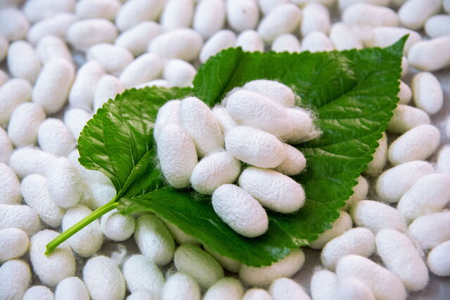 广西蚕桑产业集群入选全国优势特色产业集群建设名单|广西|特色产业