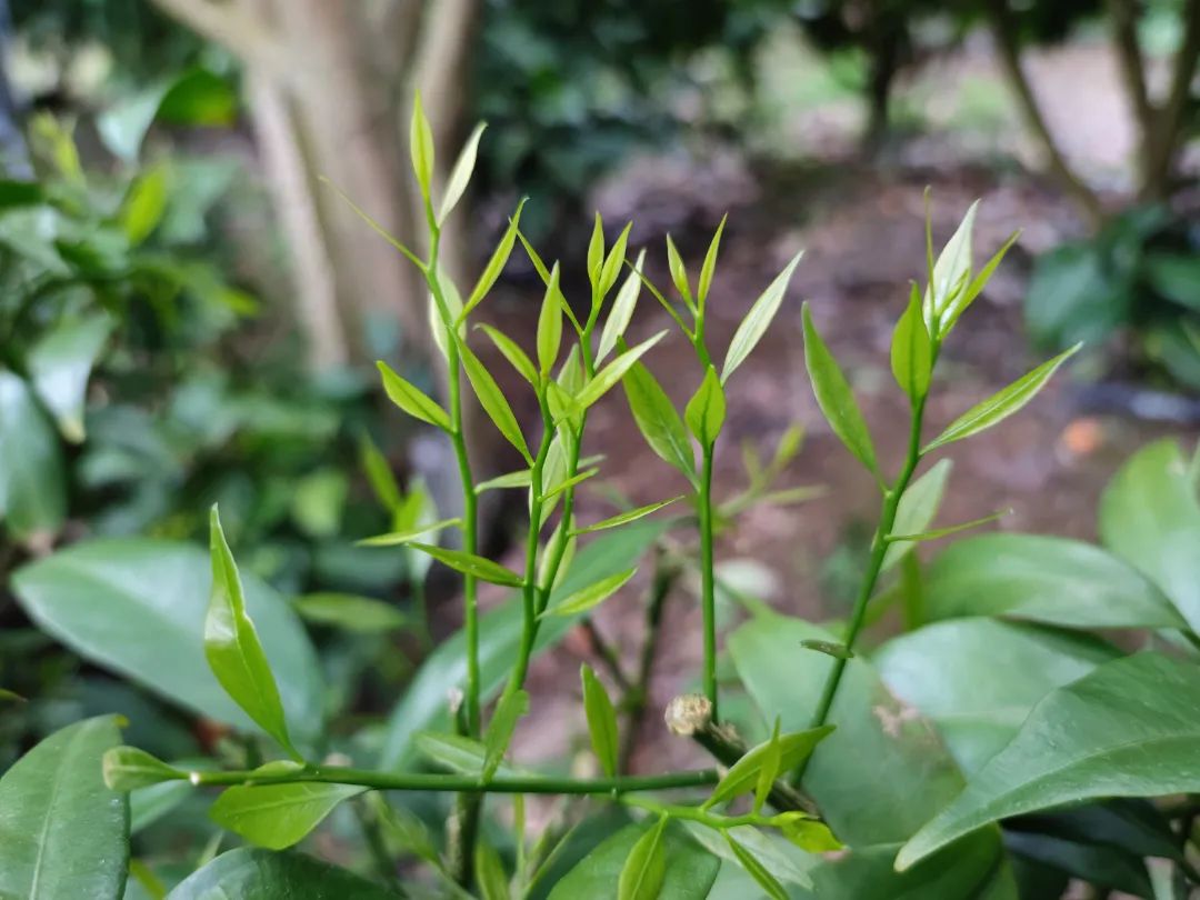 甜菜酸吃,美味翻倍|锅_新浪新闻