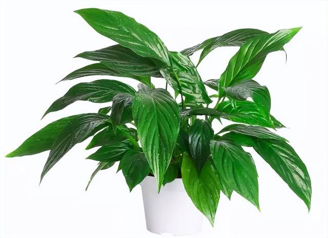 想让万年青枝繁叶茂 不妨看看养殖诀窍 万年青 斑马 土壤 新浪新闻