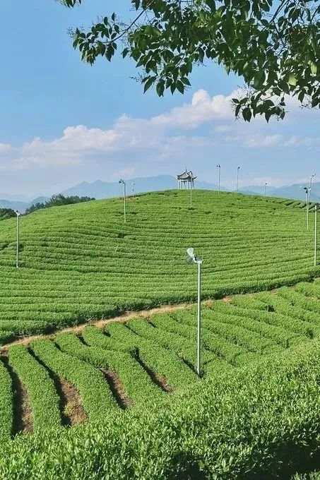 茶园里有了野生咖啡馆？这种混搭这么火都是因为……休闲区蓝鸢梦想 - Www.slyday.coM