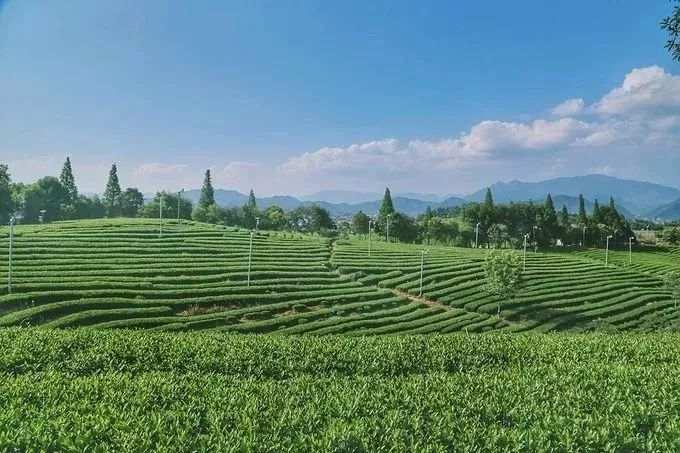 茶园里有了野生咖啡馆？这种混搭这么火都是因为……休闲区蓝鸢梦想 - Www.slyday.coM