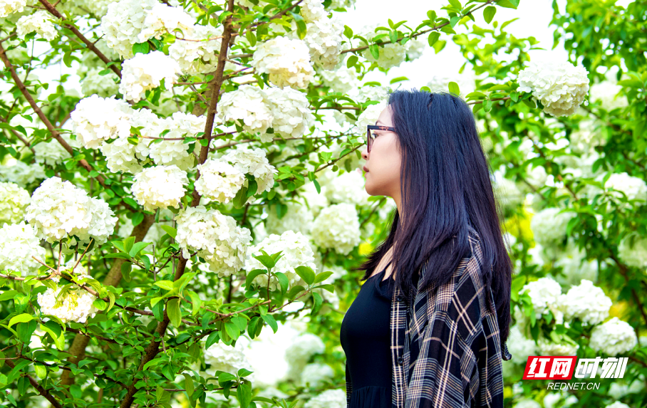 视频丨四月顶流！这里的绣球花打包送给你休闲区蓝鸢梦想 - Www.slyday.coM