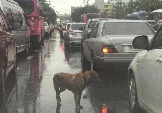 小狗被弃树林主人驾车离开,狗狗在车后拼命追赶,结果却令人流泪休闲区蓝鸢梦想 - Www.slyday.coM 小狗被弃树林主人驾车离开,狗狗在车后拼命追赶,结果却令人流泪休闲区蓝鸢梦想 - Www.slyday.coM