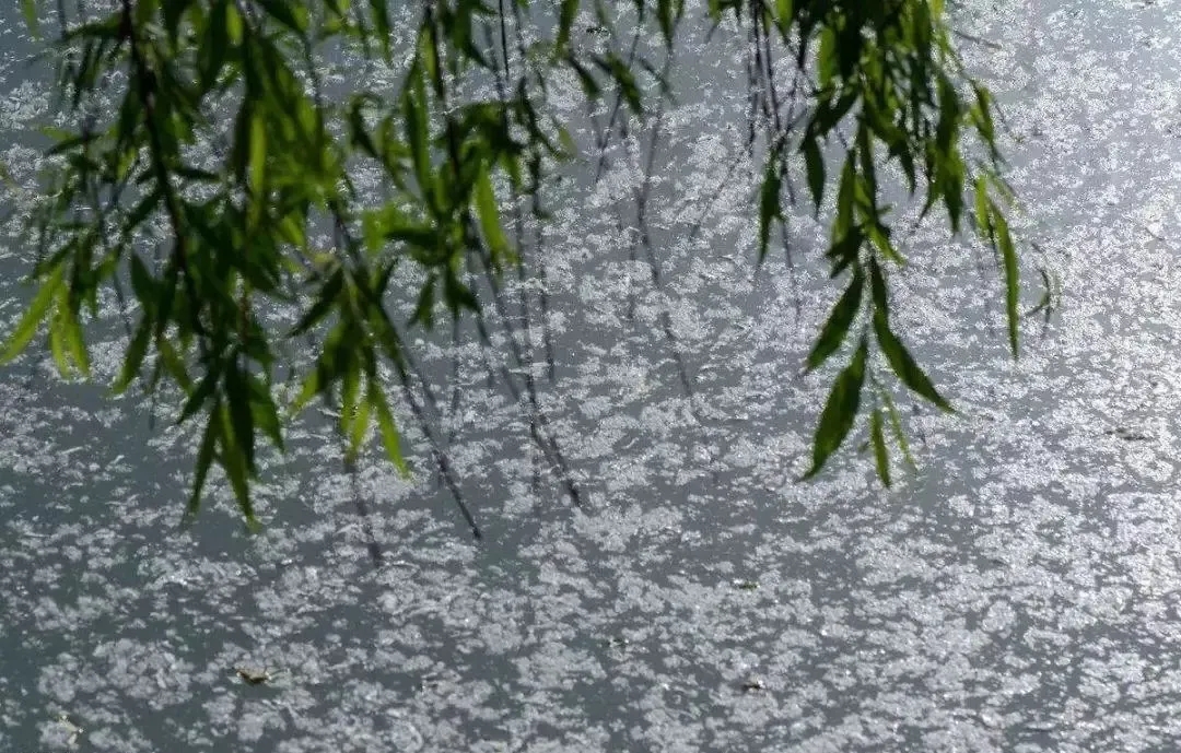 即将迎来杨柳飞絮高发期__财经头条