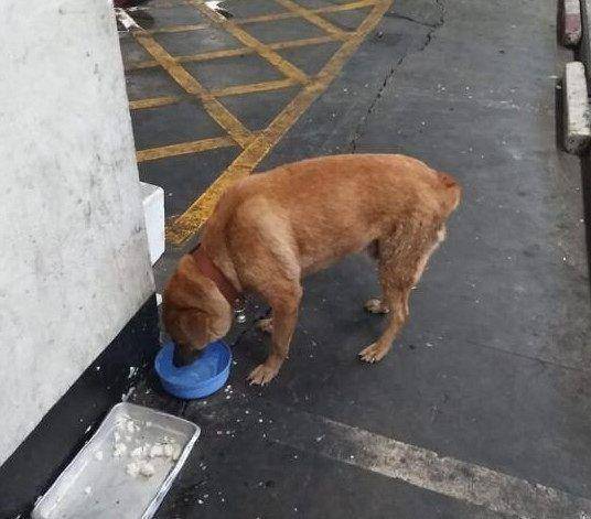 小狗被弃树林主人驾车离开,狗狗在车后拼命追赶,结果却令人流泪休闲区蓝鸢梦想 - Www.slyday.coM 小狗被弃树林主人驾车离开,狗狗在车后拼命追赶,结果却令人流泪休闲区蓝鸢梦想 - Www.slyday.coM