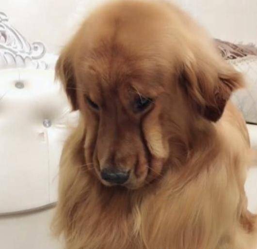 主人正在做饭发现金毛一脸委屈的表情走近一看笑岔气了