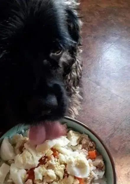 小狗被宣判活不过6个月,主人坚持用自己的方法,奇迹活了14年休闲区蓝鸢梦想 - Www.slyday.coM 小狗被宣判活不过6个月,主人坚持用自己的方法,奇迹活了14年休闲区蓝鸢梦想 - Www.slyday.coM