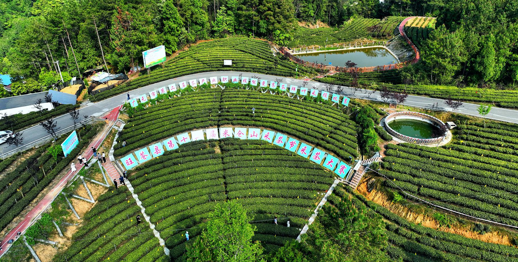 航拍特色黄茶之乡黄茶面积达41万亩风景靓丽犹如世外桃源