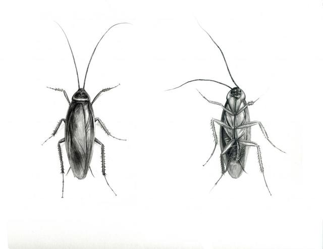小行星撞击地球，恐龙灭绝了，蟑螂为何没有灭绝？休闲区蓝鸢梦想 - Www.slyday.coM