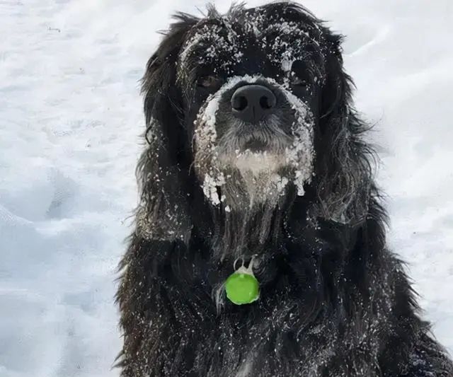 小狗被宣判活不过6个月,主人坚持用自己的方法,奇迹活了14年休闲区蓝鸢梦想 - Www.slyday.coM 小狗被宣判活不过6个月,主人坚持用自己的方法,奇迹活了14年休闲区蓝鸢梦想 - Www.slyday.coM