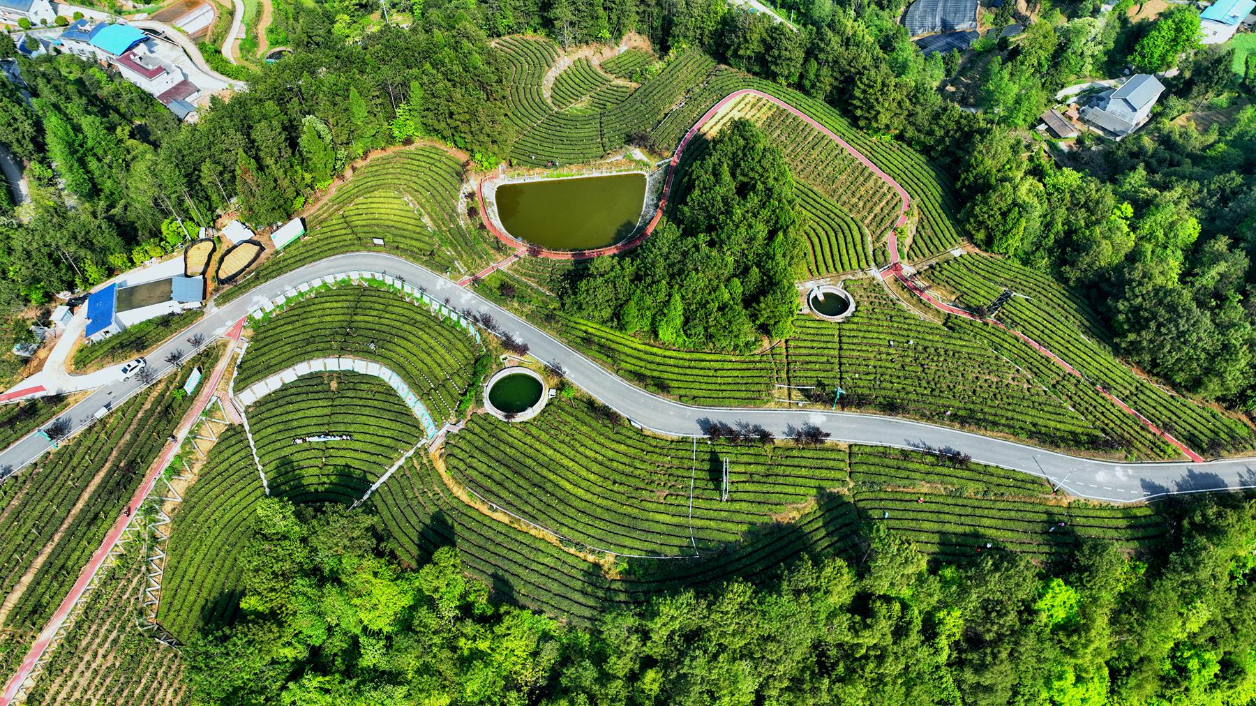 航拍特色黄茶之乡黄茶面积达41万亩风景靓丽犹如世外桃源