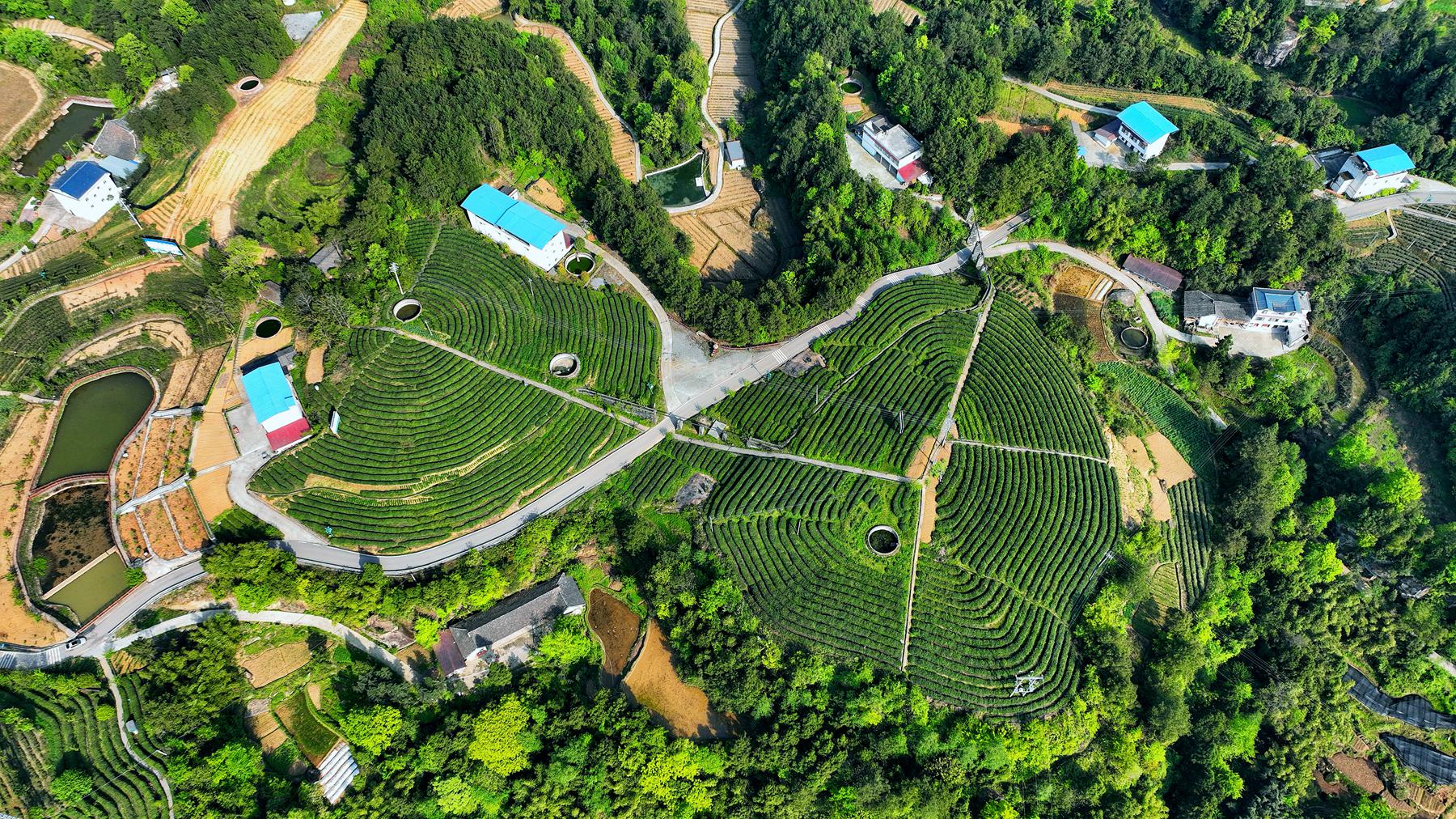 航拍特色黄茶之乡黄茶面积达41万亩风景靓丽犹如世外桃源