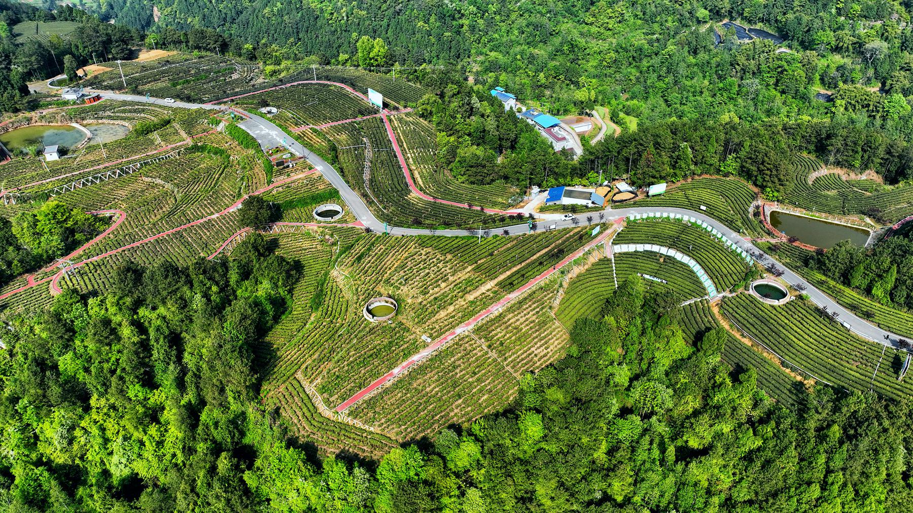 航拍特色黄茶之乡黄茶面积达41万亩风景靓丽犹如世外桃源