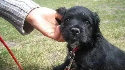 小狗被宣判活不过6个月,主人坚持用自己的方法,奇迹活了14年休闲区蓝鸢梦想 - Www.slyday.coM 小狗被宣判活不过6个月,主人坚持用自己的方法,奇迹活了14年休闲区蓝鸢梦想 - Www.slyday.coM