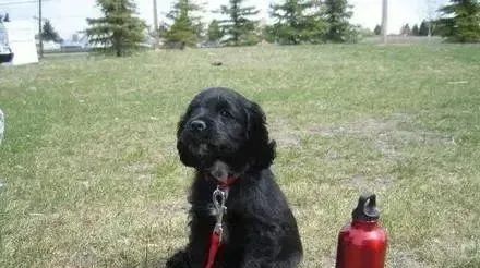 小狗被宣判活不过6个月,主人坚持用自己的方法,奇迹活了14年休闲区蓝鸢梦想 - Www.slyday.coM 小狗被宣判活不过6个月,主人坚持用自己的方法,奇迹活了14年休闲区蓝鸢梦想 - Www.slyday.coM