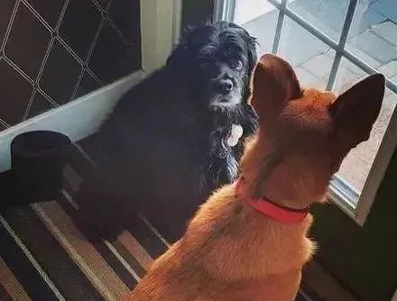 小狗被宣判活不过6个月,主人坚持用自己的方法,奇迹活了14年休闲区蓝鸢梦想 - Www.slyday.coM 小狗被宣判活不过6个月,主人坚持用自己的方法,奇迹活了14年休闲区蓝鸢梦想 - Www.slyday.coM